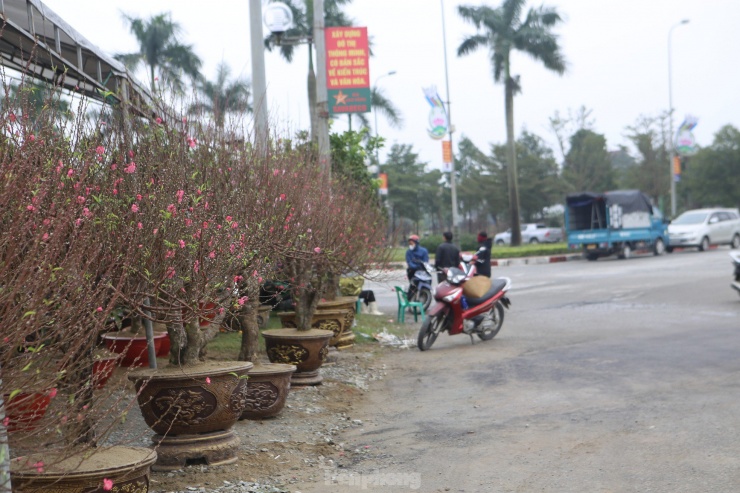 "Năm nay kinh tế khó khăn, chúng tôi cũng giảm số lượng nhập cây quất về bán. Hiện nay đã bán được một số gốc, cũng mong thời tiết khô ráo để người dân ra sắm Tết đông đúc hơn", anh Võ Tá Linh (trú xã Thạch Trung, thành phố Hà Tĩnh) cho hay.