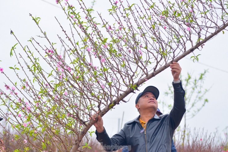 Anh Minh Tân ngắm cành đào huyền vừa mua với giá 3 triệu đồng ở làng đào Phú Thượng. Đây là giống đào phai có màu nhạt, phớt hồng, cánh hoa mỏng hơn đào bích.