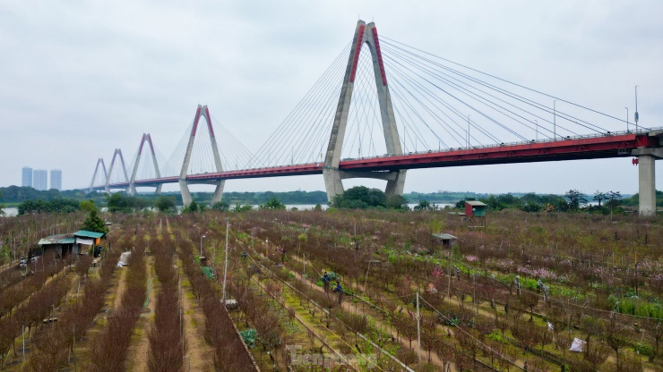 Tranh thủ 2 ngày cuối tuần, người Hà Nội xuống tận vườn để tìm mua cành đào ưng ý cho dịp Tết Giáp Thìn.