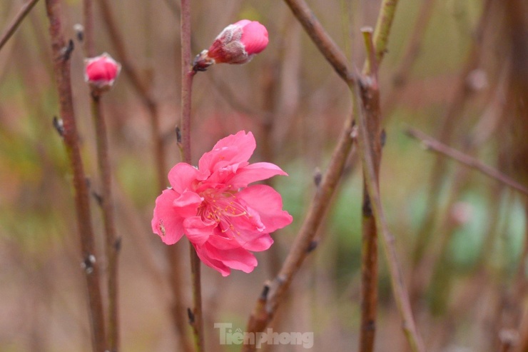 Người dân trồng đào Phú Thượng cho biết, sau này 15 tháng Chạp, tình hình buôn bán nhộn nhịp hơn, đào cũng không còn nhiều để bán do khách quen và thương lái từ các tỉnh đã đặt trước.