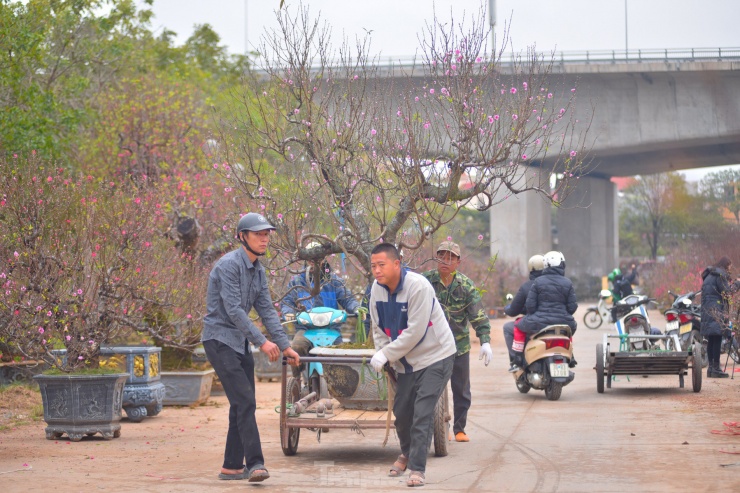 Với những cây to, cổ thụ chủ yếu dành cho các công ty, tòa nhà thuê trưng tới rằm tháng Giêng.