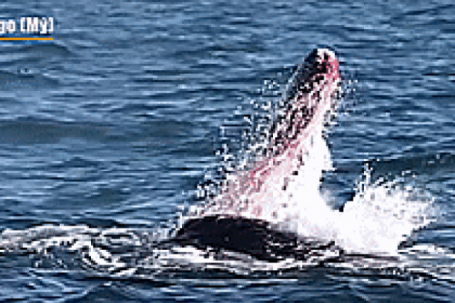 Hình ảnh hiếm gặp, đàn cá voi sát thủ tấn công cá voi xám khổng lồ