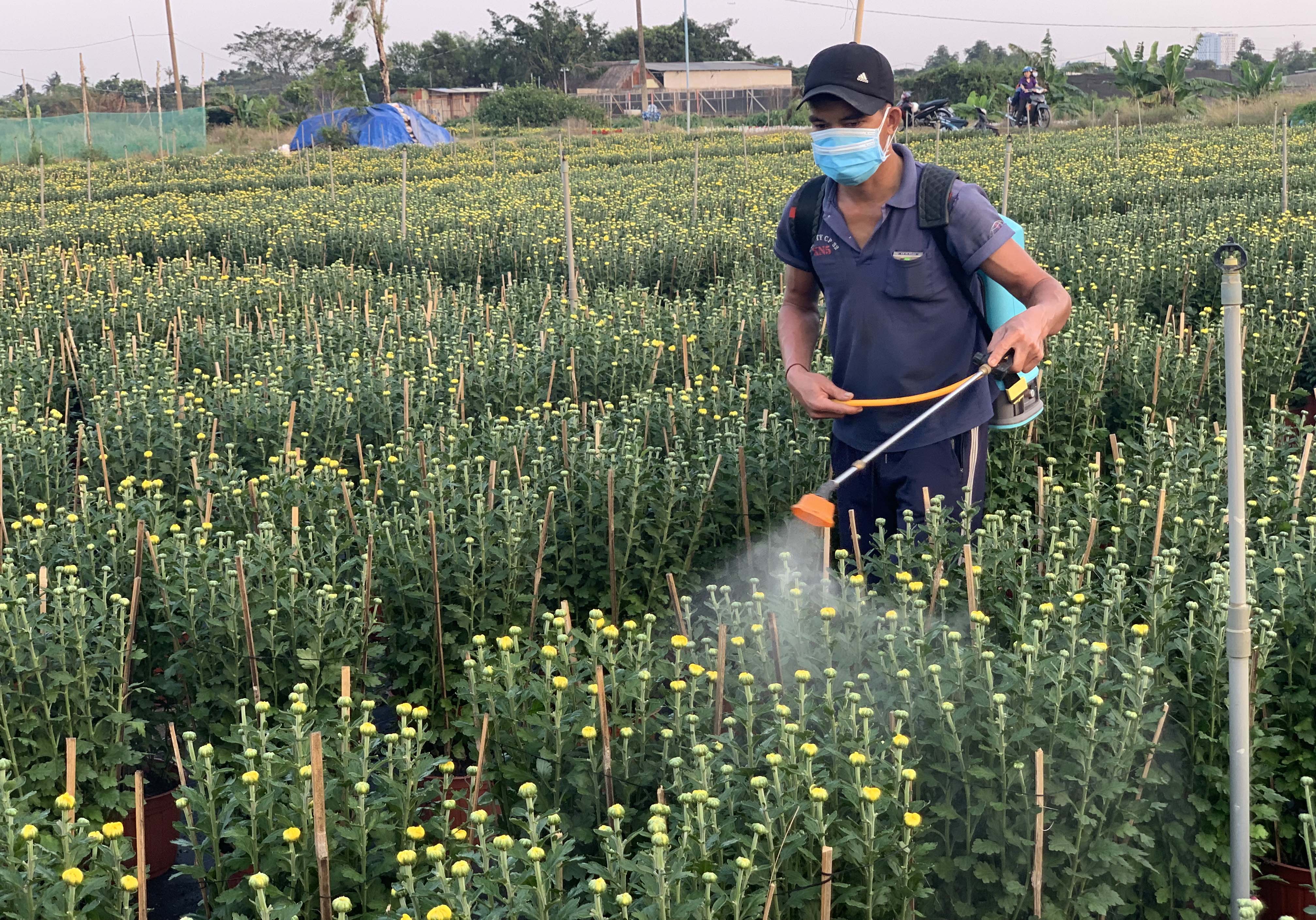 Những người làm vườn đang tận tuỵ ngày đêm chăm sóc hoa, sẵn sàng cung ứng cho thị trường Tết ở TP.HCM