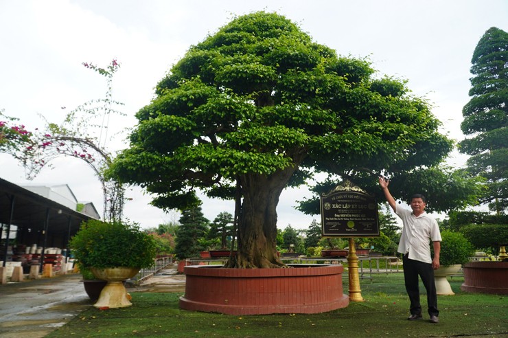 Cây sanh bonsai cổ được chủ nhân định giá 12 tỷ.