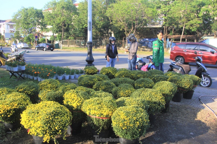 Người mua chỉ chọn những chậu còn nhiều búp. Chị Mai Thị Ngọc (quận Cẩm Lệ) cho hay, "Nếu hoa chưa kịp nở cũng được, còn hơn hoa nở sớm, những ngày đầu năm chưng hoa tàn trong nhà về cả thẩm mỹ đến tinh thần tôi đều không thích", chị nói.