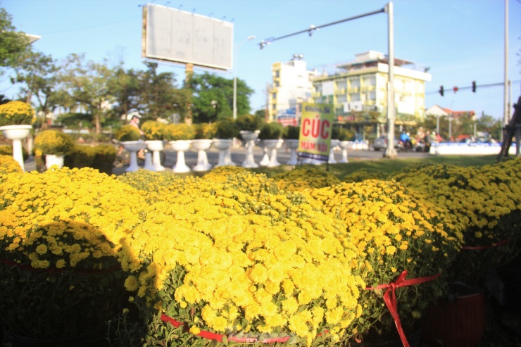 Hoa đã nở vàng rực, rất khó bán.