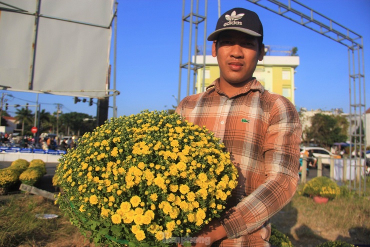 Anh Lê Văn Tuyên, người bán hoa tại một vườn trên đường Cách Mạng Tháng Tám chia sẻ, năm nay người dân trồng hoa nhiều và hoa không đạt cũng nhiều. Anh phải lựa hàng loạt vườn mới lọc được hơn 2.000 chậu đem về Đà Nẵng bán. Chậu hoa nở nhẹ như trên tay anh sẽ nở tung vào đúng Tết.