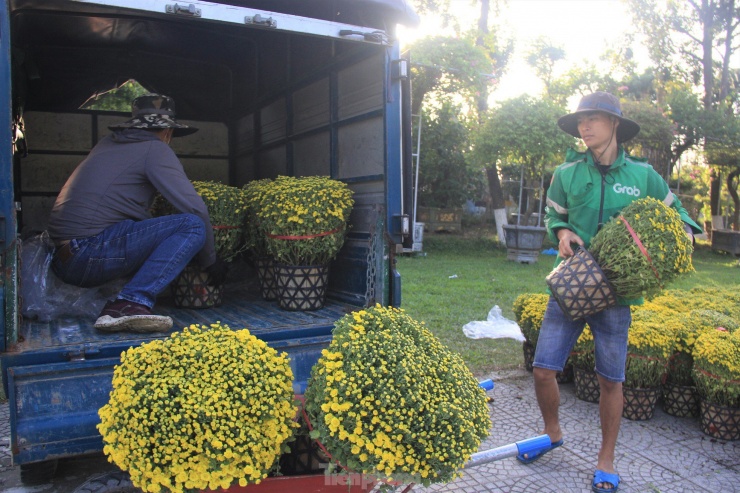 Những chậu cúc mâm xôi đẹp bán rất nhanh. Nhiều cơ quan, đơn vị "chốt" với các chủ vườn số lượng lớn.