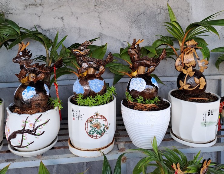 Những chậu dừa bonsai hình rồng được bày bán trong năm nay.