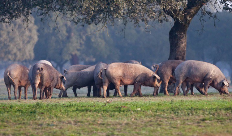 Lợn đen Iberico được nuôi bán hoang dã và trở thành nguyên liệu chính để làm nên món đùi lợn muối.