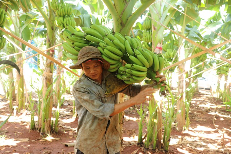 Nhiều nhà vườn trồng chuối lỗ nặng vì giá rẻ.