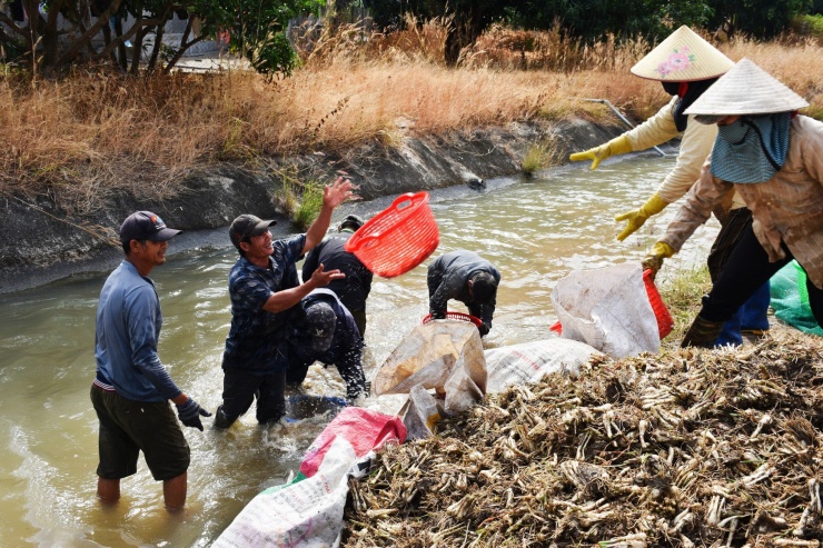 Để củ kiệu đến tay thương lái, người nông dân phải thức dậy từ 2-3h sáng, soi đèn pin nhổ kiệu, sau đó đem đi rửa sạch.