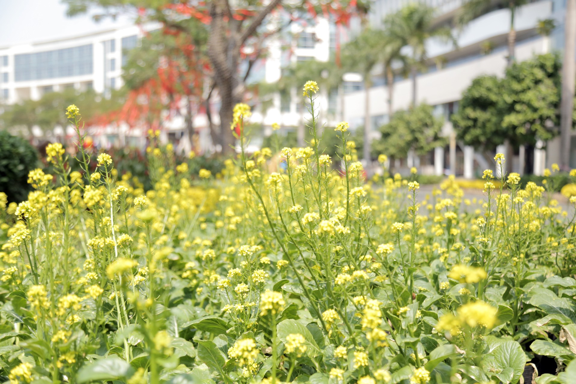 &nbsp;Tiểu cảnh cánh đồng hoa cải khoe sắc trên đường hoa trong những ngày Tết đến, xuân về. Anh Phạm Hữu Hậu (ngụ quận Phú Nhuận) cho biết rất thích đến với hội hoa xuân Phú Mỹ Hưng mỗi độ tến đến, xuân về. “Năm nào cũng vậy, tôi cùng nhóm bạn cũng đến đường hoa sớm chụp hình trước ngày khai mạc để khỏi chen lấn nhau. Đến với đường hoa, nhiều ký ức, kỷ niệm xưa lúc còn ở quê lại ùa về trong tôi”, anh Hậu chia sẻ.