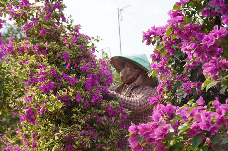 Các nhà vườn đang tất bật bán hoa Tết.