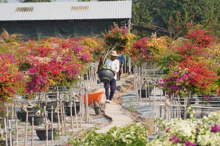 Người trồng hoa tự hạ giá để bán chạy hơn trong dịp Tết năm nay.