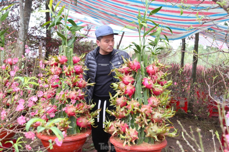 Sau khi đi một vòng chợ hoa, anh Nguyễn Xuân Thủy (trú ở TP Vinh) ghé vườn thanh long ngắm nghía. “Thanh long uốn rồng này trông khá lạ, độc, giá cũng phải chăng nên tôi chọn mua một chậu về nhà trang trí Tết”, anh Thủy cho hay.