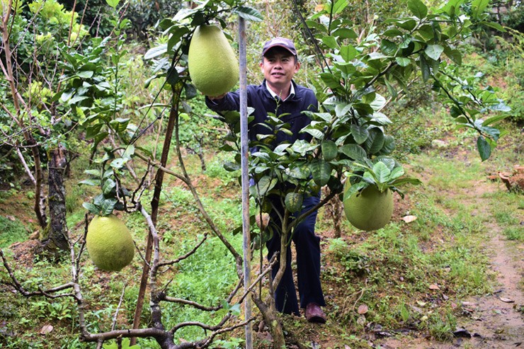 Trước đây vườn nhà ông Sang có quả chanh yên khổng lồ nặng đến 5 kg
