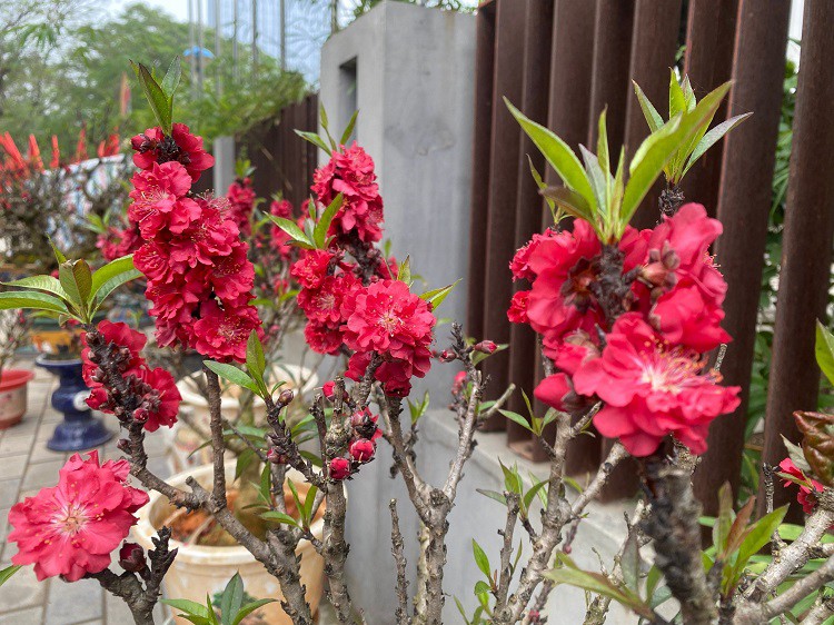 Những bông hoa đào thất thốn to, đẹp, cánh dày được coi là loại đào vương giả có giá đắt đỏ.