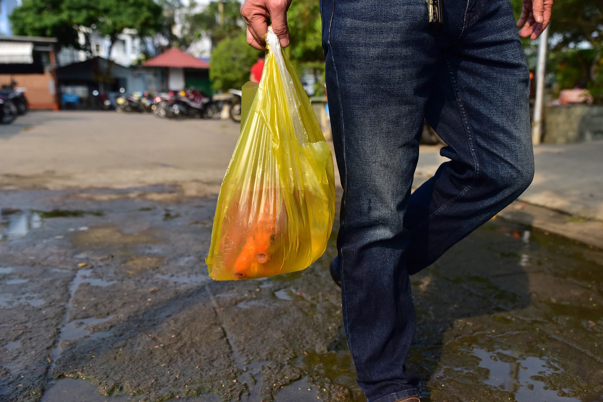 Phần lớn người dân mang theo từ 3 con trở lên, chủ yếu là&nbsp;cá chép đỏ&nbsp;sau khi làm lễ cúng tiễn ông Công&nbsp;ông Táo từ nhà.