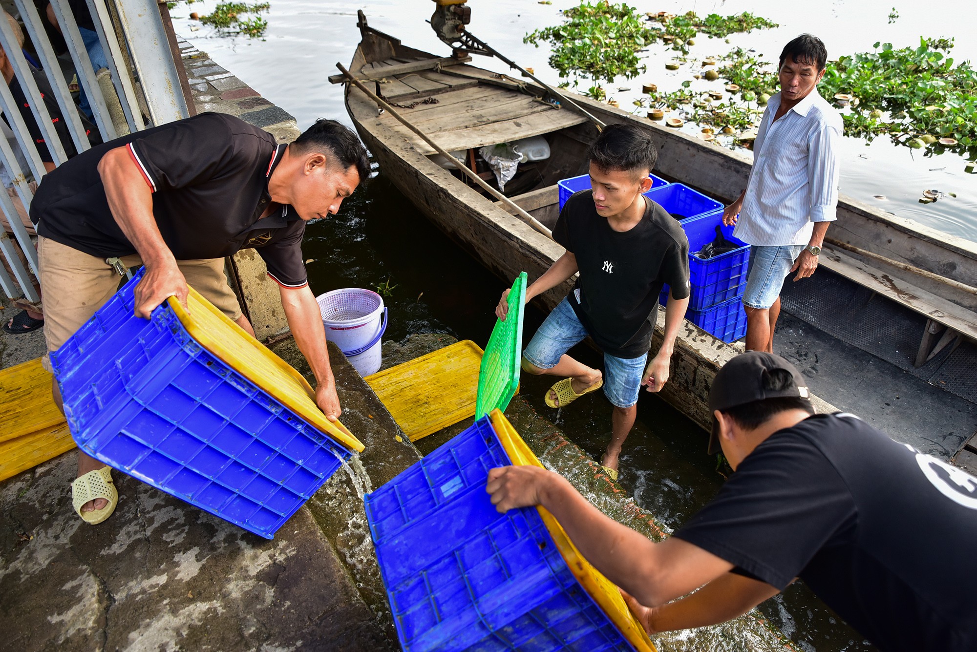 Được biết, phần lớn số cá này được đưa tới từ chợ đầu mối Bình Điền, quận 8. Một số thương lái cho người chở cá tới, vận chuyển xuống thuyền cho chủ mua phóng sinh.