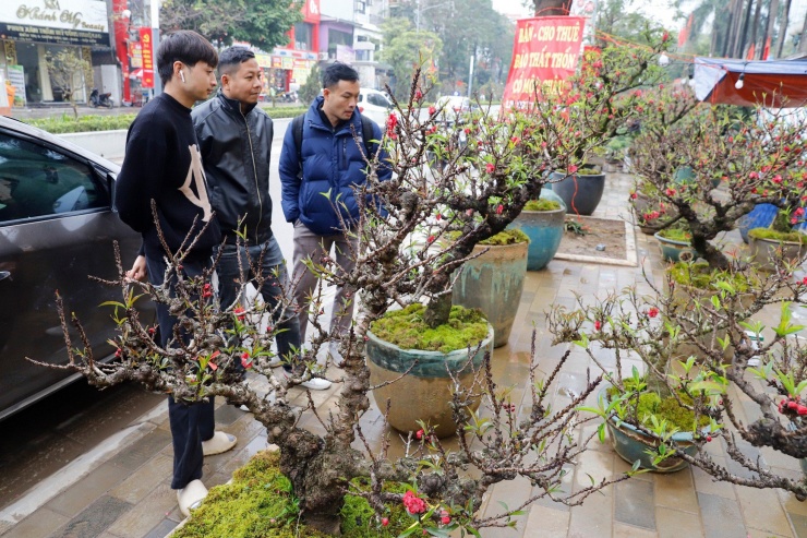 Theo anh Hiếu (thương lái bán đào thất thốn) cho biết, đào thất thốn được bày bán dọc tuyến đường Lạc Long Quân thường có giá trung bình từ 15-70 triệu đồng. Tuy nhiên đối với những cây có tuổi đời từ 40-50 năm giá có thể dao động từ 100-250 triệu đồng tùy từng dáng.