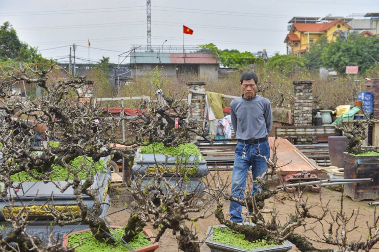 Theo các nghệ nhân trồng đào, đào thất thốn - hay đào tiến vua, loại hoa đào mà thời xưa chỉ các bậc nhà giàu, vua chúa mới được thưởng lãm vì rất quý, hiếm và độc lạ.