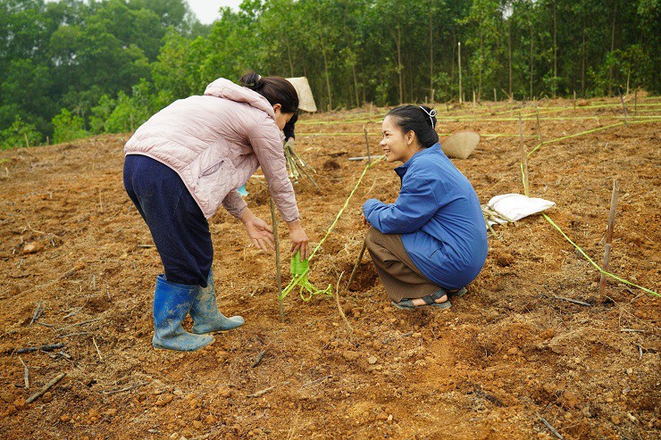 Cô gái sinh năm 1994 cũng đang tạo sinh kế cho nhiều hộ gia đình trong vùng