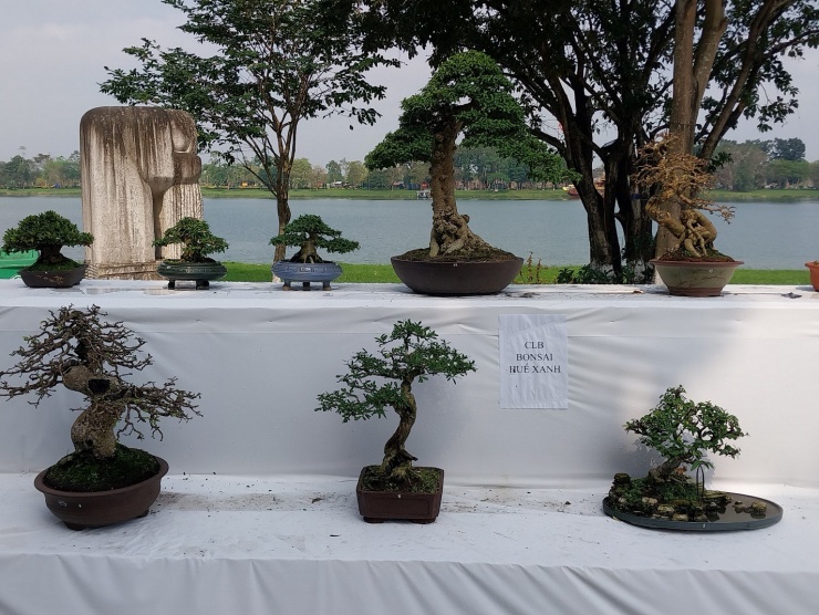 Nhiều chậu bonsai trưng bày bên sông Hương.