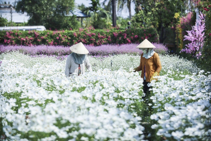 Vườn hoa Mãn Đình Hồng đã hình thành hơn 10 năm với diện tích 12.000m2. Vào những ngày tết đến xuân về, vườn hoa này lại đón một lượng lớn người đến tham quan, khám phá và check-in "sống ảo".