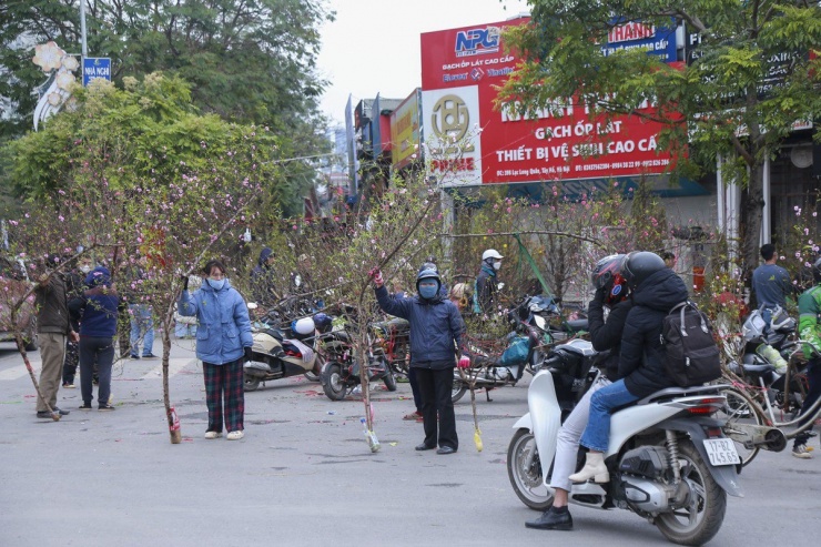 Tại khu vực đường Lạc Long Quân, các tiểu thương đang rao bán những cành đào đang đúng độ nở rộ.