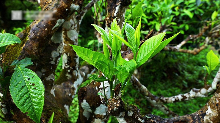 Mới đây, cây chè Shan tuyết số 003 khoảng 500 tuổi của nhà ông Nguyễn Quang Hoàng (xã Suối Giàng, huyện Văn Chấn, tỉnh Yên Bái) được trả hơn 6 tỉ đồng nhưng chủ nhân vẫn không bán
