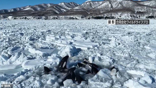Đàn cá voi sát thủ mắc kẹt giữa lớp băng dày ở ngoài khơi Hokkaido, Nhật Bản.