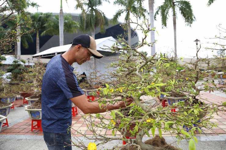 Năm nay, anh Mai Thanh Thế (chủ vườn mai Thanh Thế, Bình Định) mang ra Đà Nẵng khoảng 150 chậu mai dáng long để bán Tết. Anh phải thuê 3 chiếc xe tải lớn để vận chuyển toàn bộ số mai ra đến Đà Nẵng vào ngày 2/2 (23 tháng Chạp).