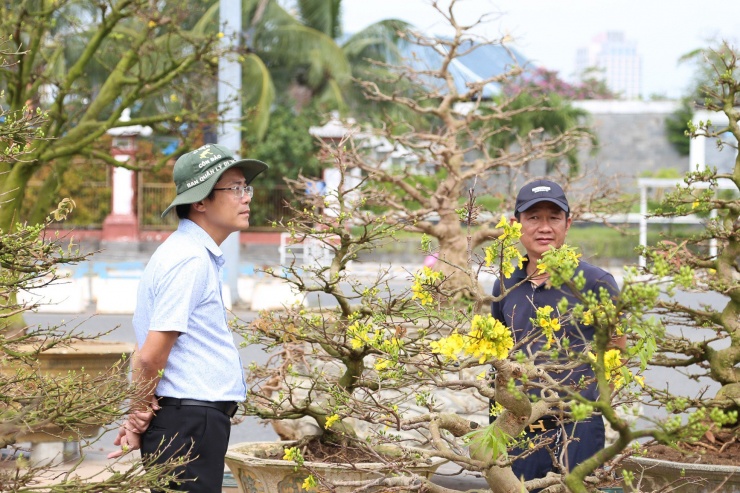 Những cây mai dáng long được chủ vườn chăm bẵm từ chục năm trở lên với gốc mai to bằng bắp tay, chi chít những búp mai xanh mởn chờ khai hoa đúng vào dịp Tết Nguyên đán Giáp Thìn.