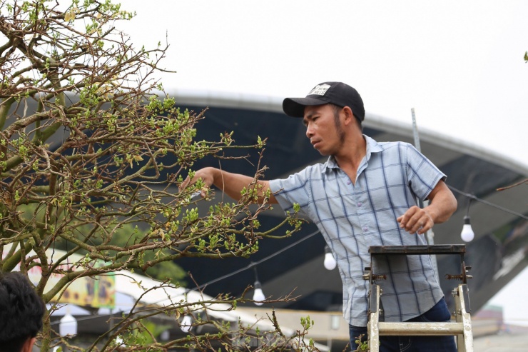 Để các chậu mai vẫn sinh trưởng tốt khi thời tiết thay đổi, các nhà vườn phải liên tục tưới nước, cắt tỉa và theo dõi sâu bệnh hại.