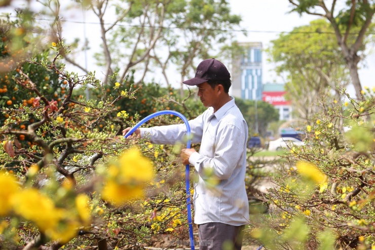 Tết con Rồng, mai dáng long đổ bộ chợ hoa Tết - 12