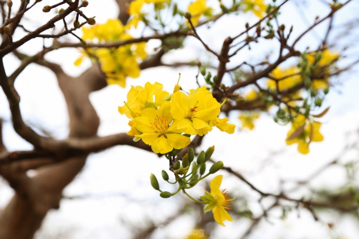 Những gốc mai thế "bạc tỷ" ở chợ hoa Tết Đà Nẵng cũng thu hút đông đảo người dân ghé thăm, chụp hình check-in. Đây đều là những gốc mai cổ thụ với tuổi đời từ vài chục đến cả trăm năm tuổi.