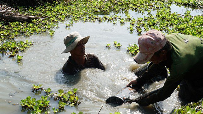 Nhóm của ông Trương Văn Bê đang lặn đất đắp gốc chuối cho chủ vườn ở quận Thốt Nốt, TP Cần Thơ. ẢNH: HÒA HỘI