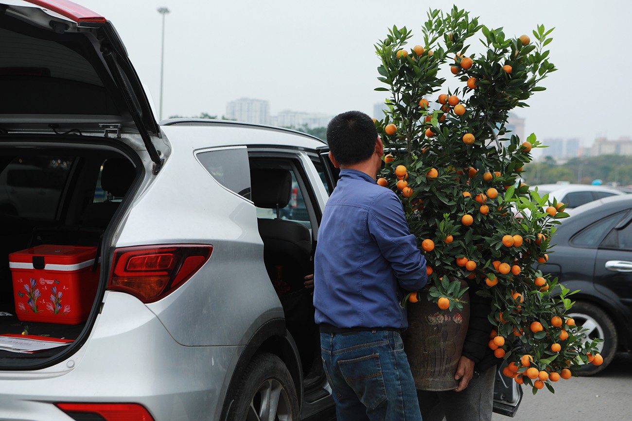 Những cây quất tầm trung được đưa vào hàng ghế sau ô tô khá khó khăn. “Tôi vừa bán cây này cho khách với giá 600 nghìn đồng, giá nhập vào&nbsp;800 nghìn đồng, tính ra bán lỗ vốn nhưng tầm này bán được hàng là tốt rồi”, anh Long, tiểu thương buôn quất vừa bê cây cho khách vừa&nbsp;nói.