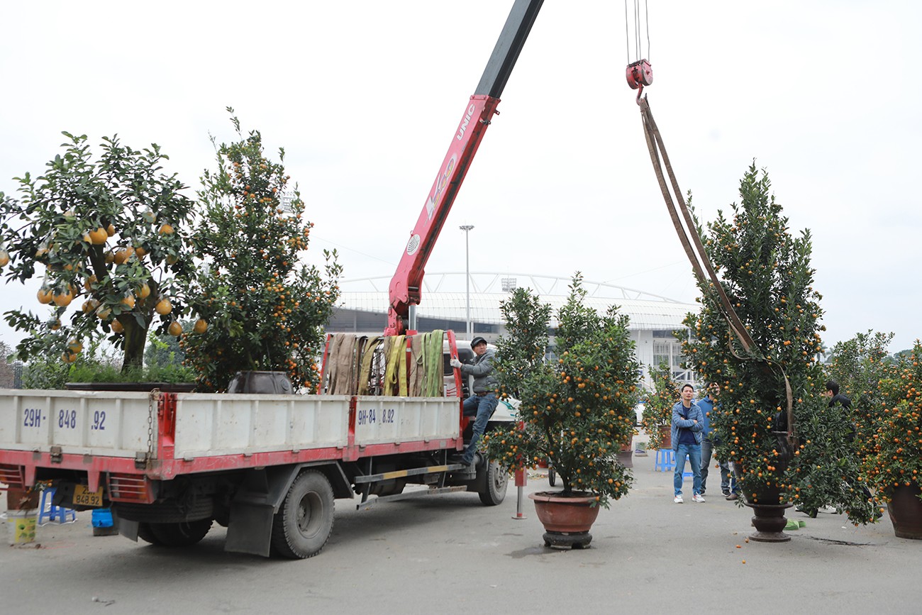 Đào, quất “khủng” không bán được dù chủ cây giảm giá sâu.