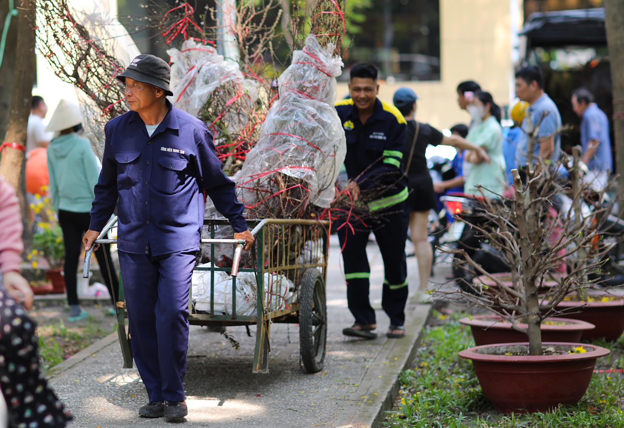 Hàng trăm cây đào vẫn chưa được tiêu thụ, đưa lên xe rác, trong khi những cây mai phải cắt cành để đưa về vườn trồng lại.