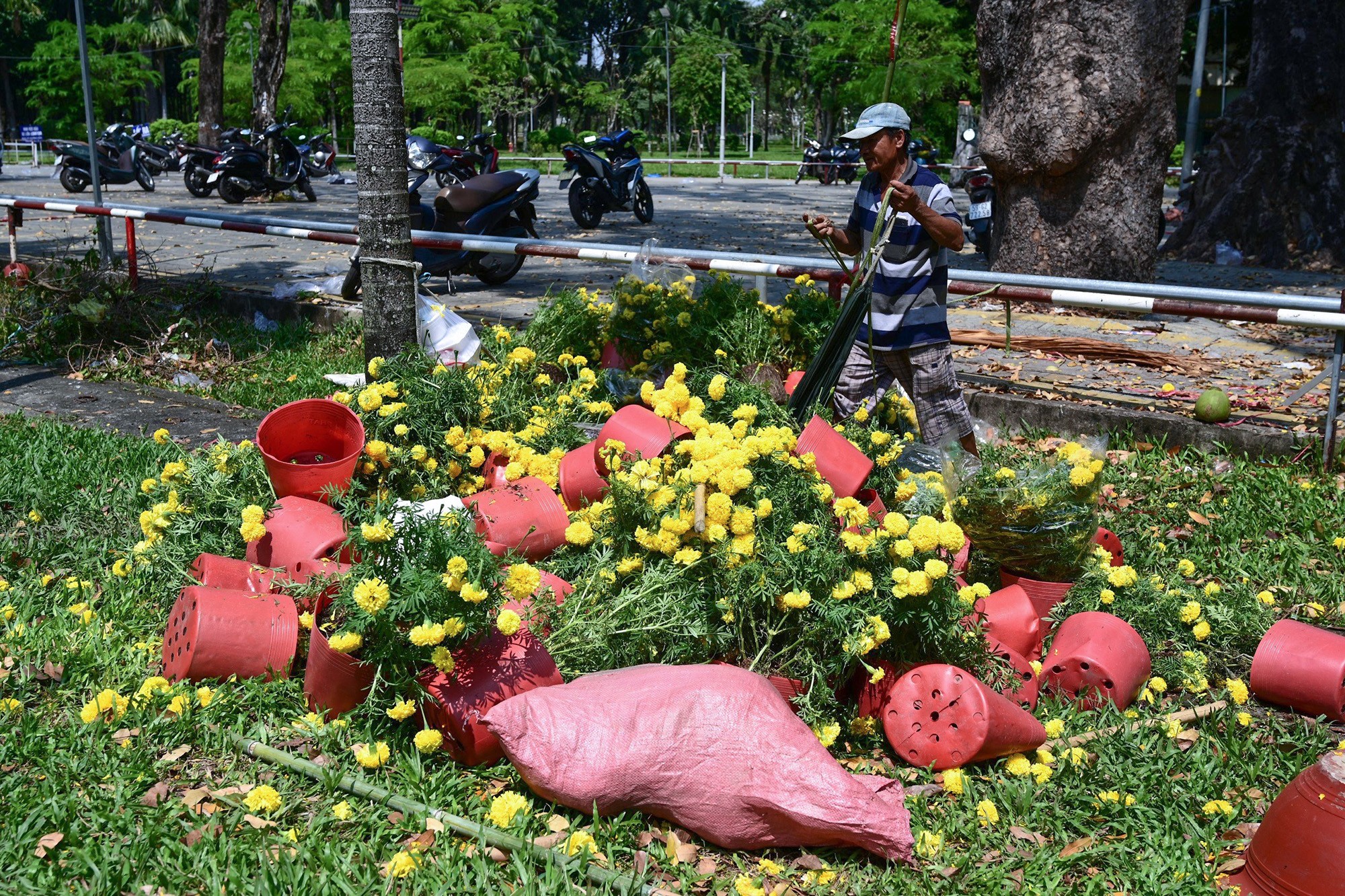 Tại công viên Gia Định (quận Phú Nhuận), nhiều chậu hoa cúc cũng bị tiểu thương bỏ lại thành đống khi phải trả lại mặt bằng cho công viên.