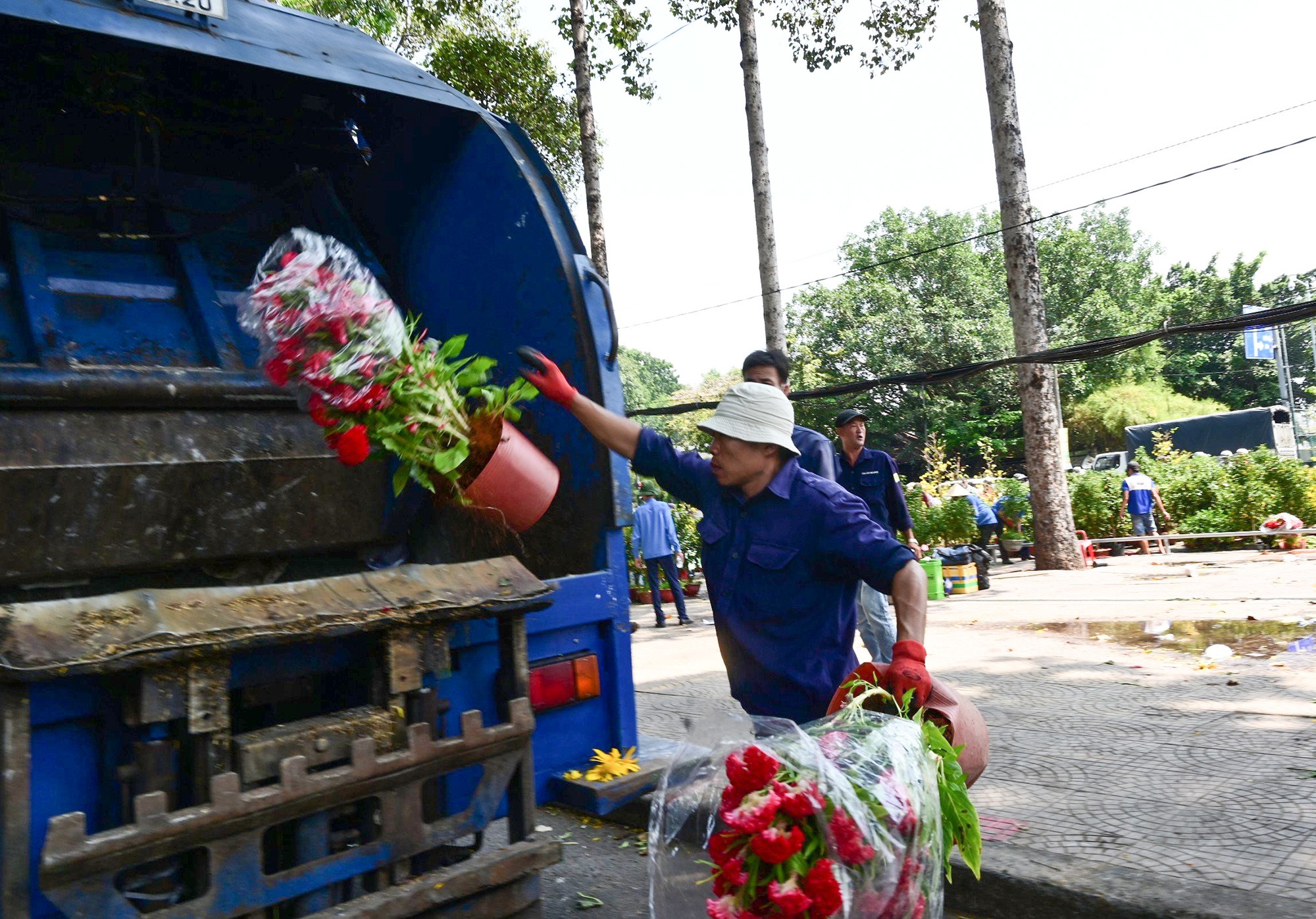 Những chậu hoa mào gà không tiêu thụ được, tiểu thương đành ngậm ngùi vứt bỏ.