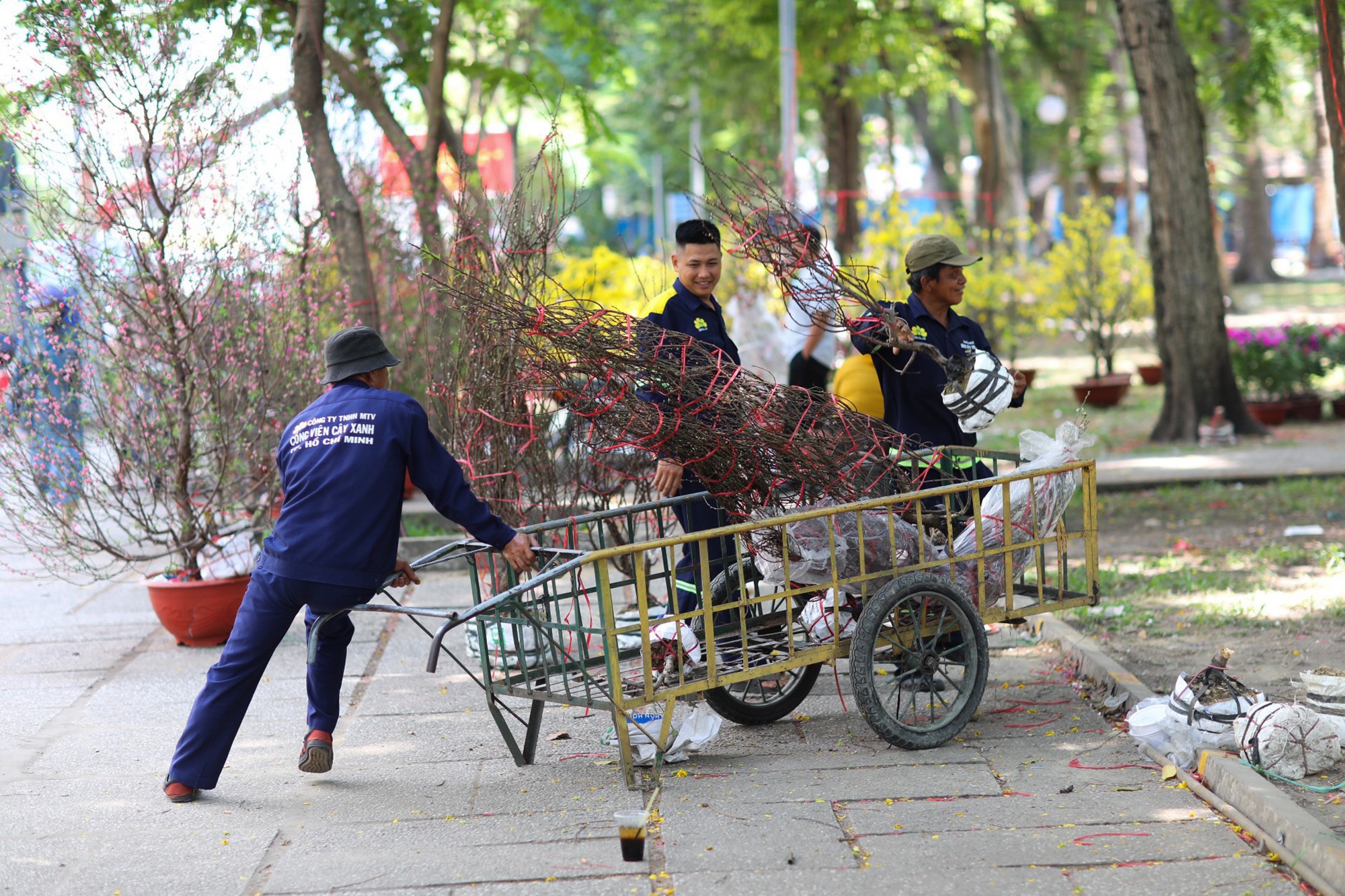 Đào nhập từ Bắc vào khó đưa trở lại nuôi dưỡng nên rất nhiều chậu bị vứt bỏ, cắt cành, các nhân viên công ty môi trường thu gom lại để đưa lên xe rác.