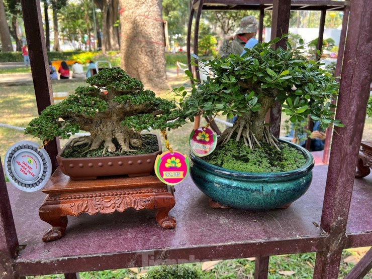 Bonsai mini siêu nhỏ, có cây chỉ cao khoảng 1 gang tay thi nhau khoe dáng.