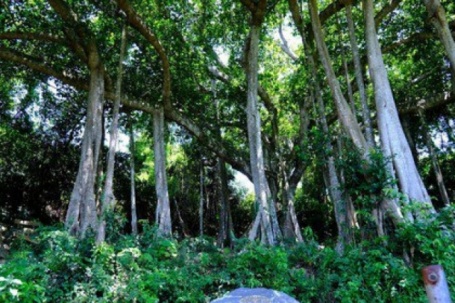 Choáng mắt với cây đa hơn 800 năm tuổi ở Sơn Trà