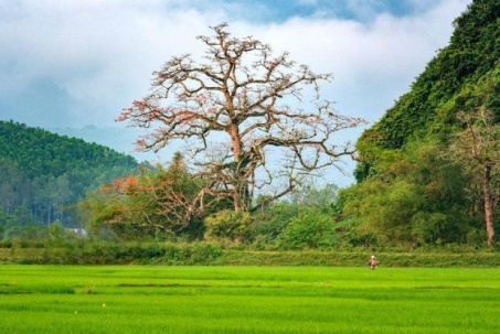 Cây gạo hơn 500 tuổi - cây di sản đầu tiên của Quảng Bình có gì đặc biệt?