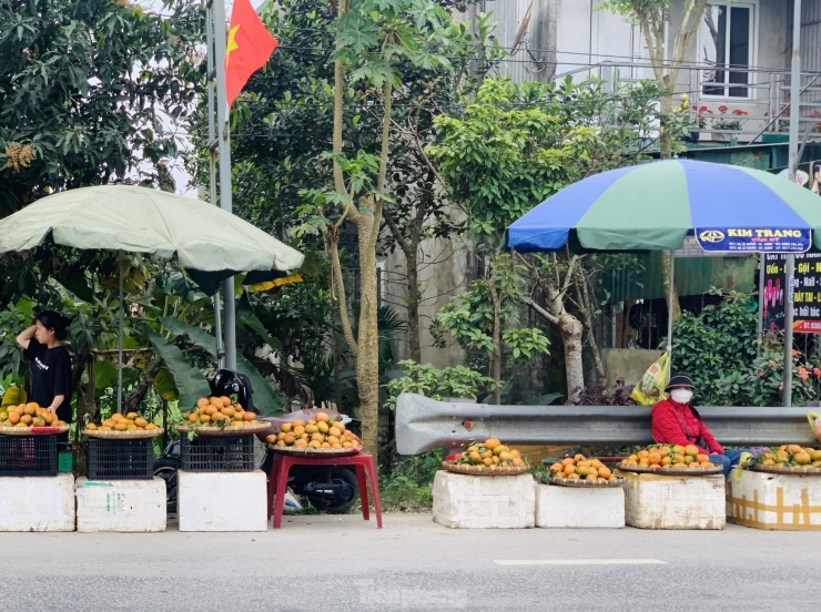 Thời điểm này, các vựa cam bù huyện miền núi Hương Sơn (Hà Tĩnh) đang vào vụ thu hoạch. Tại các con đường vào các xã ở Kim Hoa, Sơn Trường… người dân cắt và đưa cam ra đường để bán.