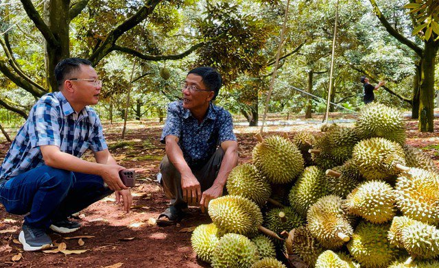 Với hơn 7 sào đất nhưng vườn sầu riêng già của gia đình ông Nguyễn Viết Sửu (phải) cho thu nhập hơn 2 tỉ đồng mỗi năm