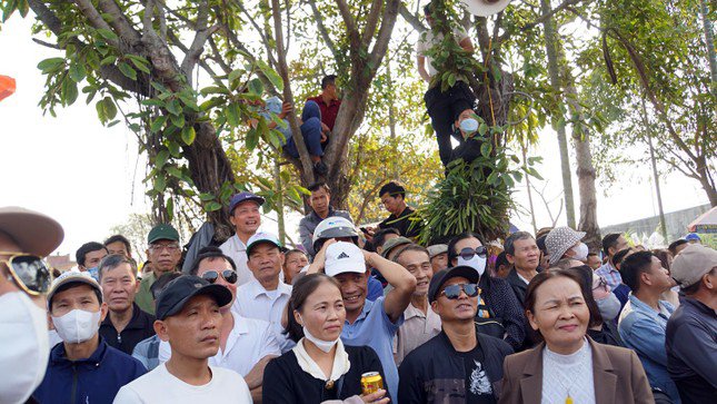 Quanh khán đài và sàn đấu chật kín người xem, nhiều người trèo lên cây để được chứng kiến những màn đấu vật gay cấn.